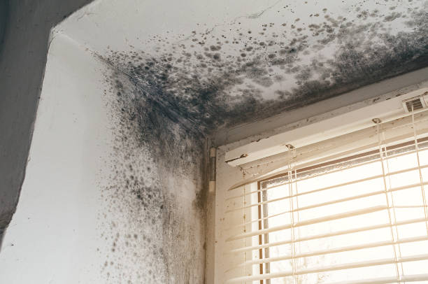 Affordable Black Mold Removal solutions in Snow Shoe, PA